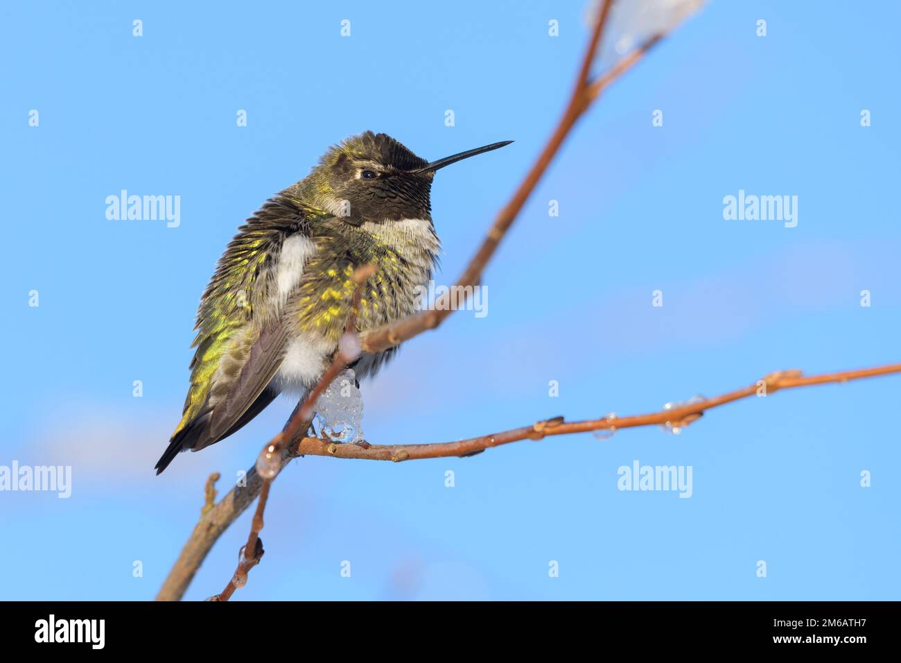 Annas Hummingbird wintering in King County Washington with ice on branch and blue sky Stock Photo