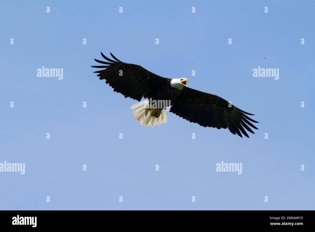 Bald eagle (Haliaeetus leucocephalus) in flight Stock Photo - Alamy