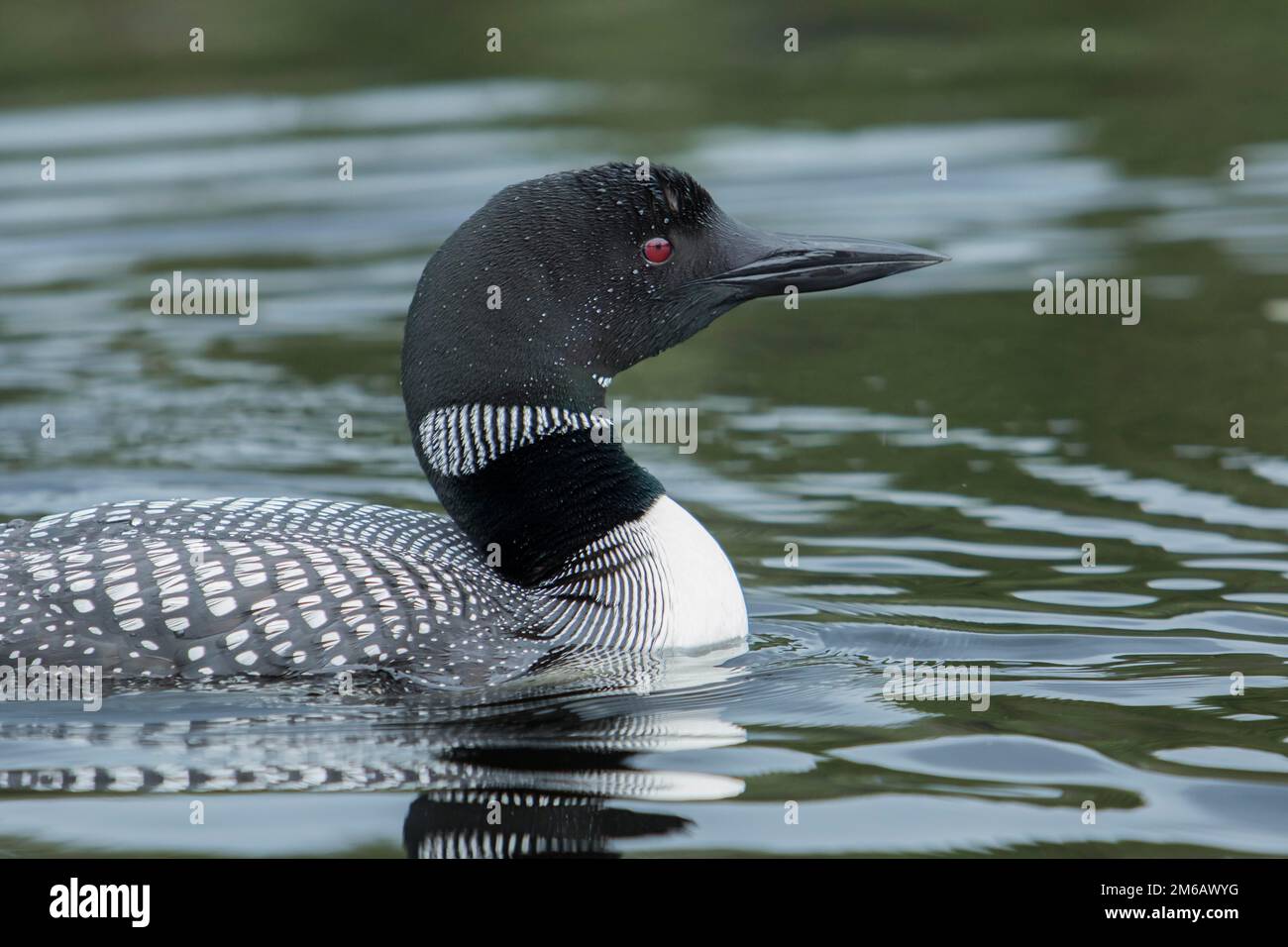 Adult common loon (Gavia immer) swimming on a lake. Stock Photo