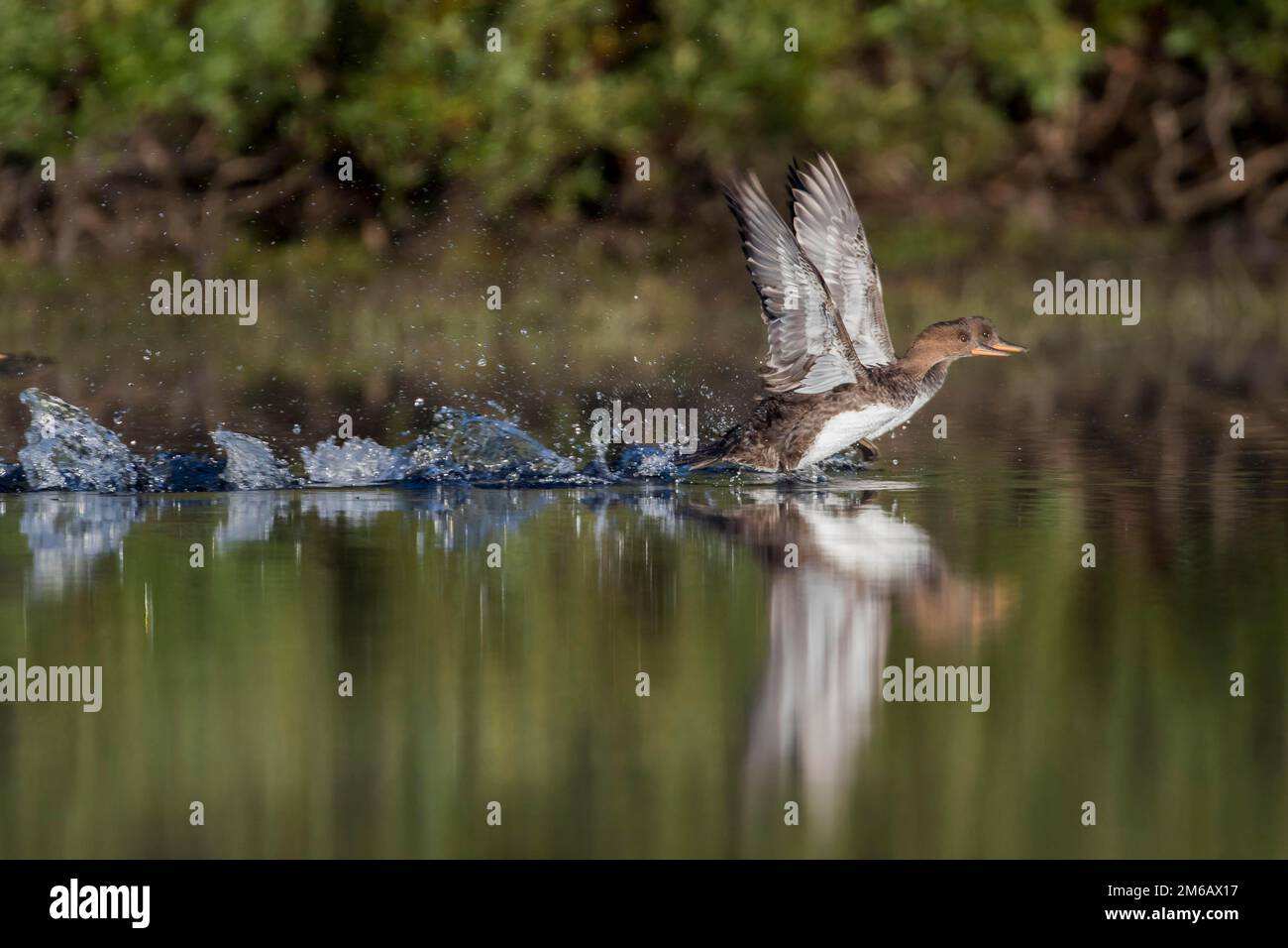 Two females hooded merganser (Lophodytes cucullatus) taking off. Stock Photo