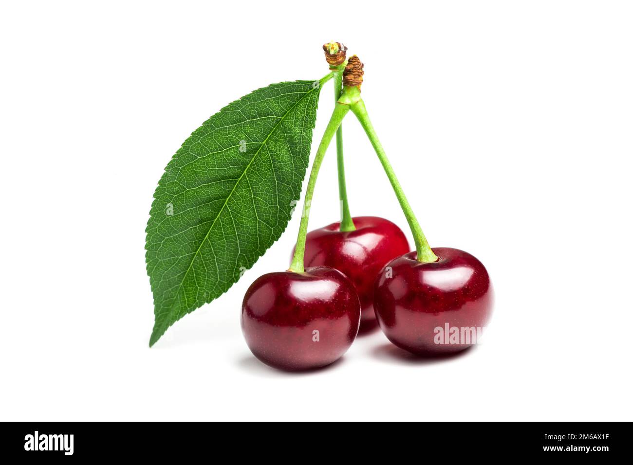 Cherry isolated. Sour cherry. Cherries with leaves on white background