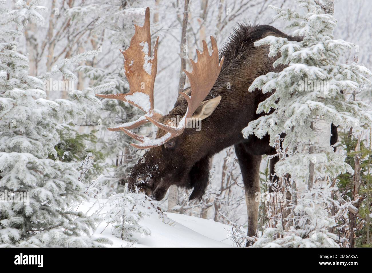 A buill moose with huge antlers eats balsam fir tree in a forest in winter. Alces americanus Stock Photo