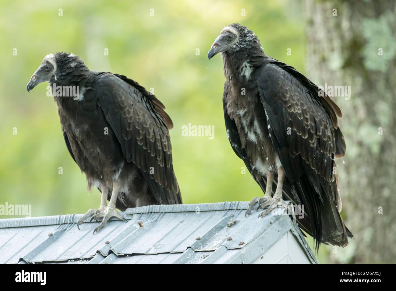 Two turkey (Cathartes aura) vultures juveniles stand on a barn roof and