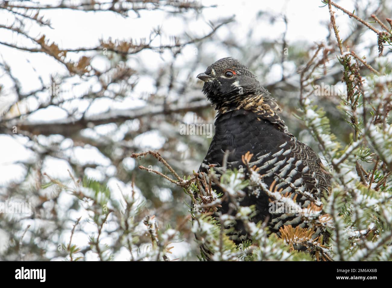 Spruce grouse (Falcipennis canadensis) perched in a white spruce tree and watching. Stock Photo