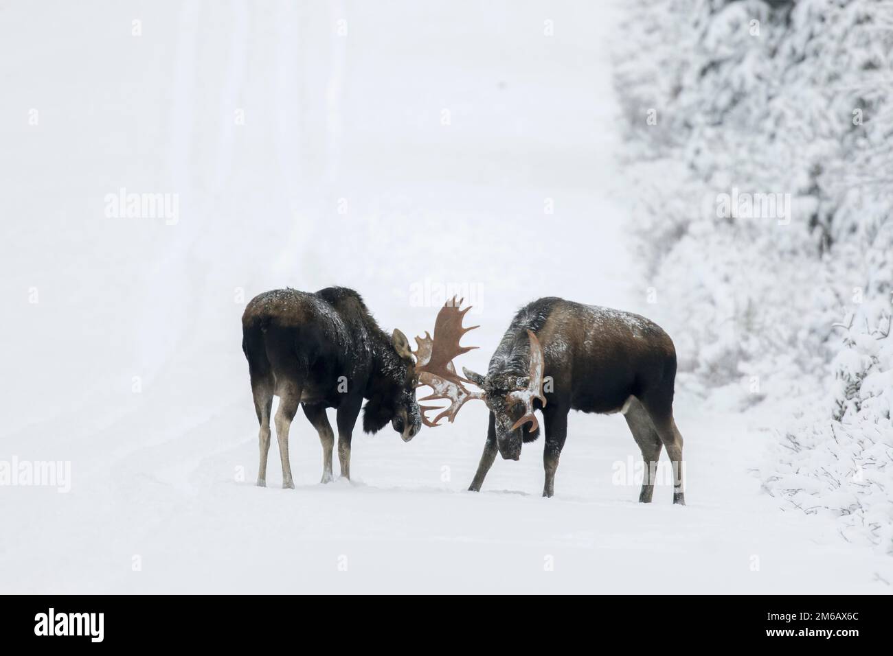 Two bull moose fight on a snowy forest road during the rut. Alces ...
