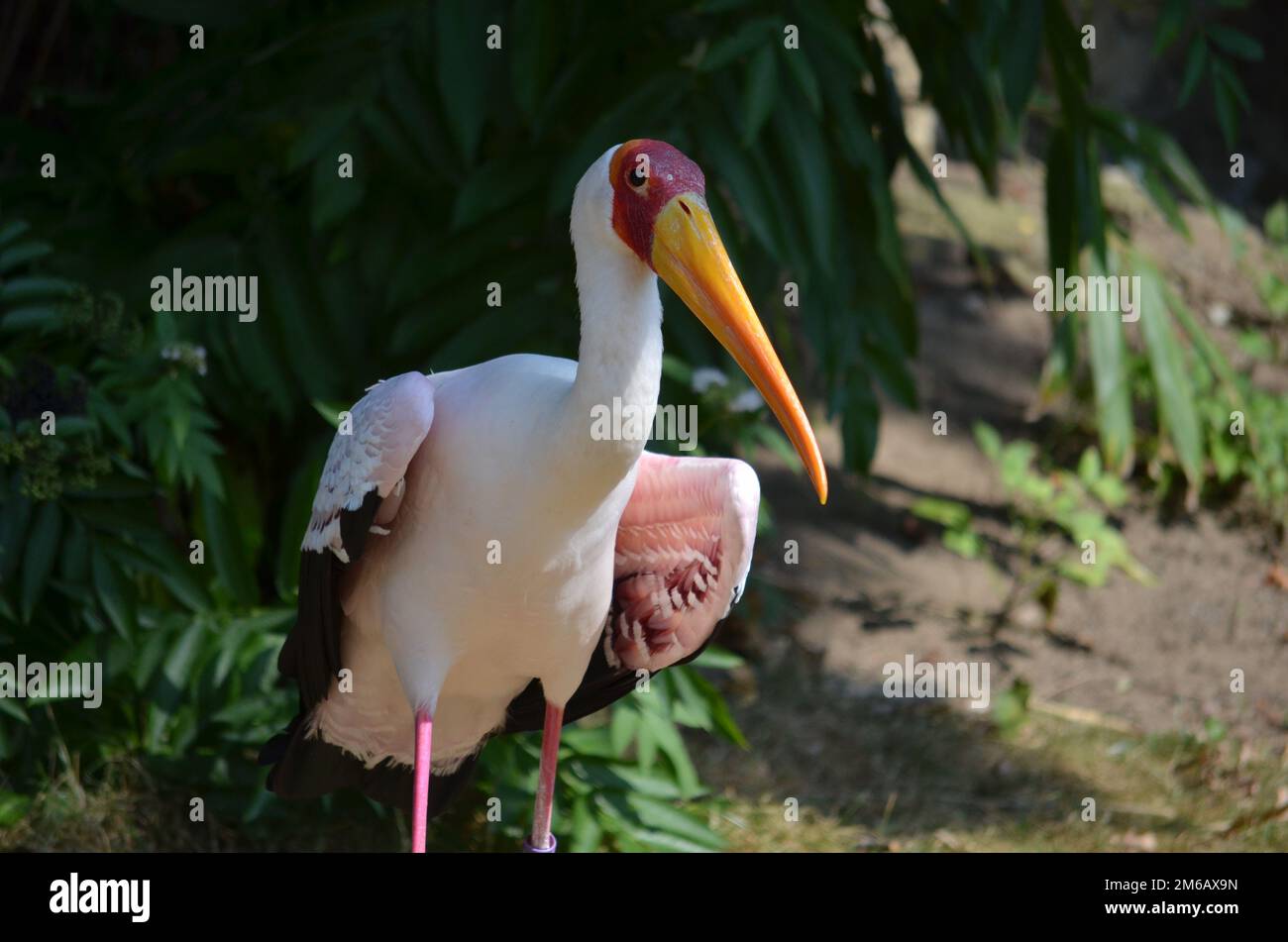 Yellow-billed stork in Hanover Zoo Stock Photo