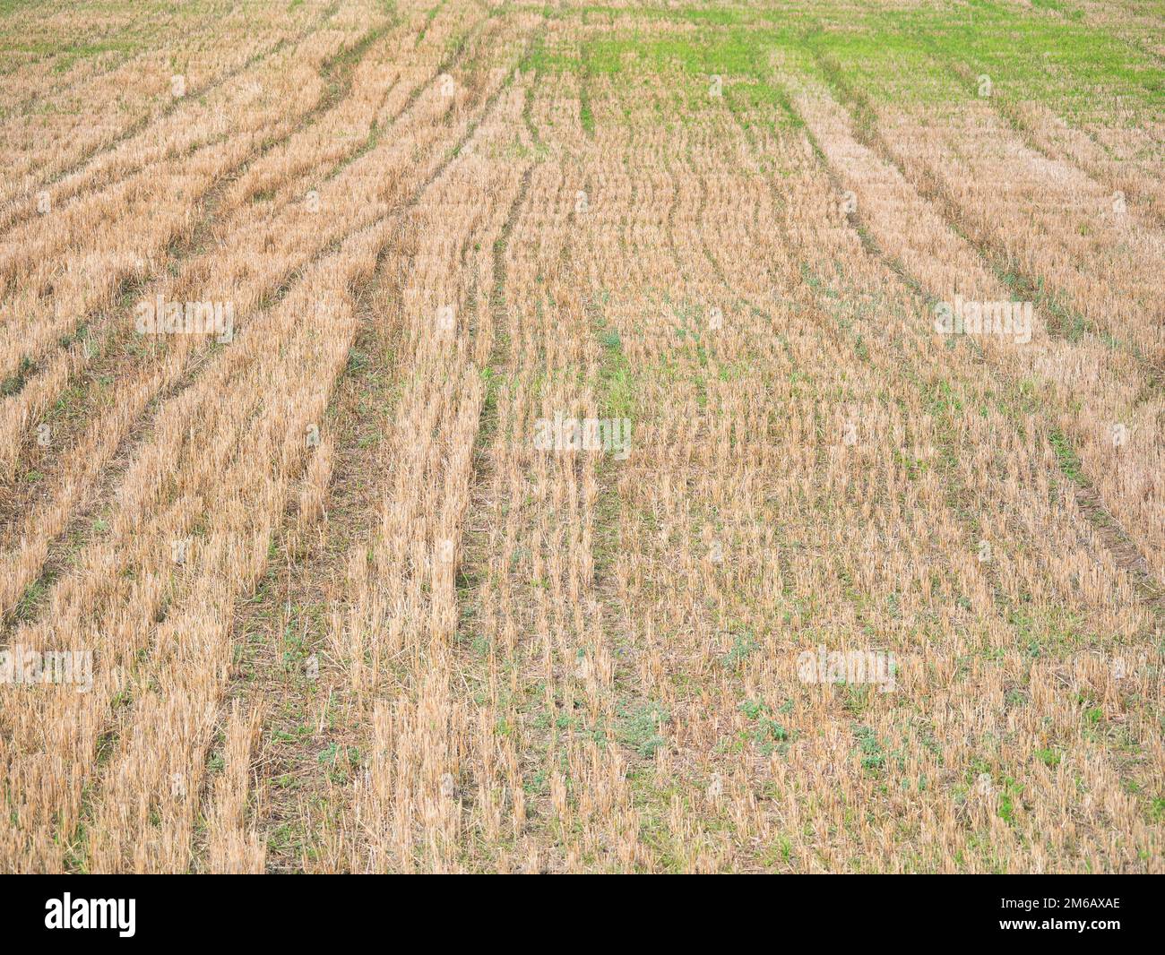 Crop farming field detail hi-res stock photography and images - Alamy