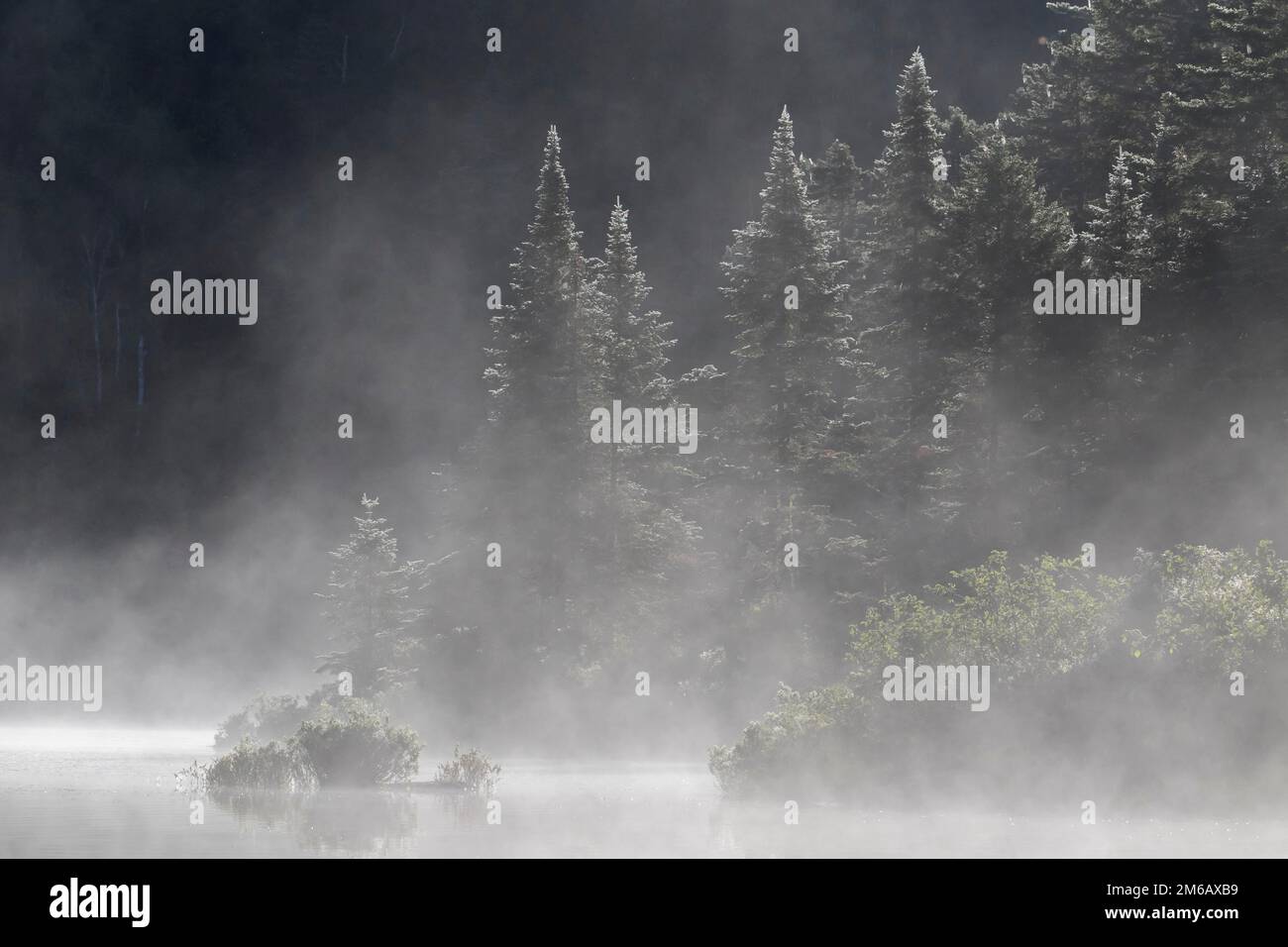 Lake and trees with morning mist Stock Photo - Alamy