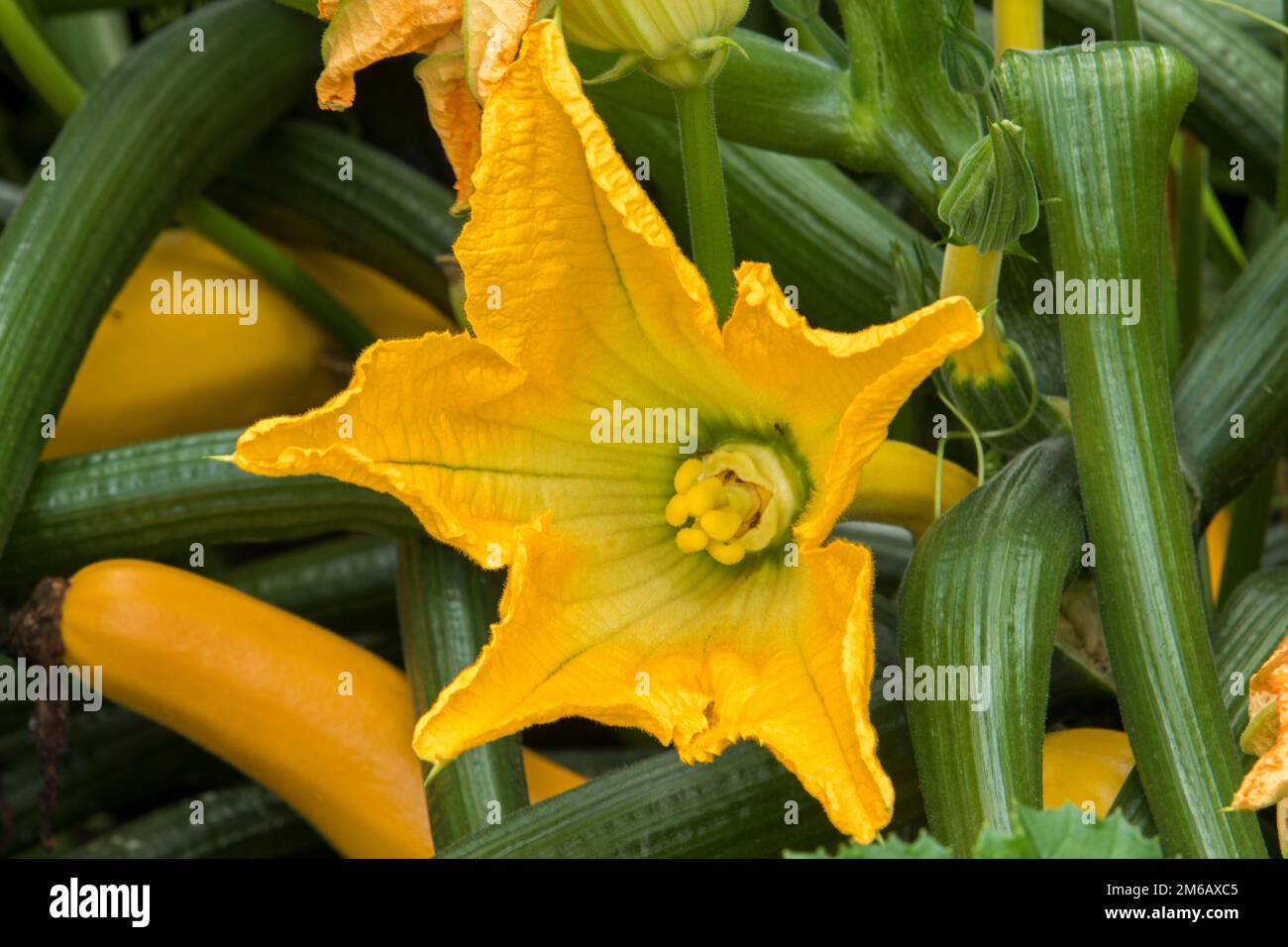 Zucchini (Cucurbita pepo) flower growing in a kitchen garden Stock