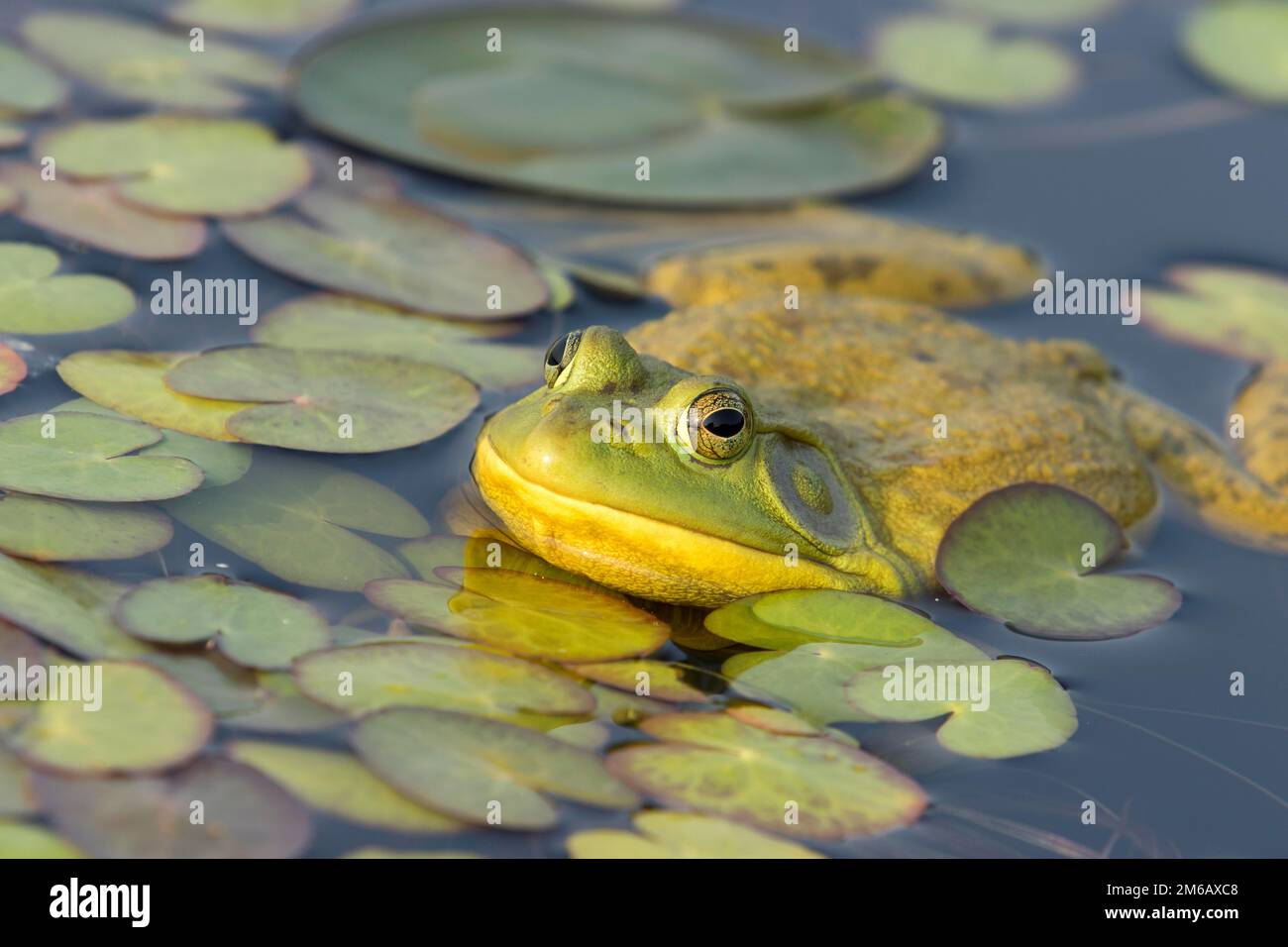 North american bull frog watching at the surface of a lake. Frog resting on aquatic vegetation. (Lithobates catesbeianus) Stock Photo