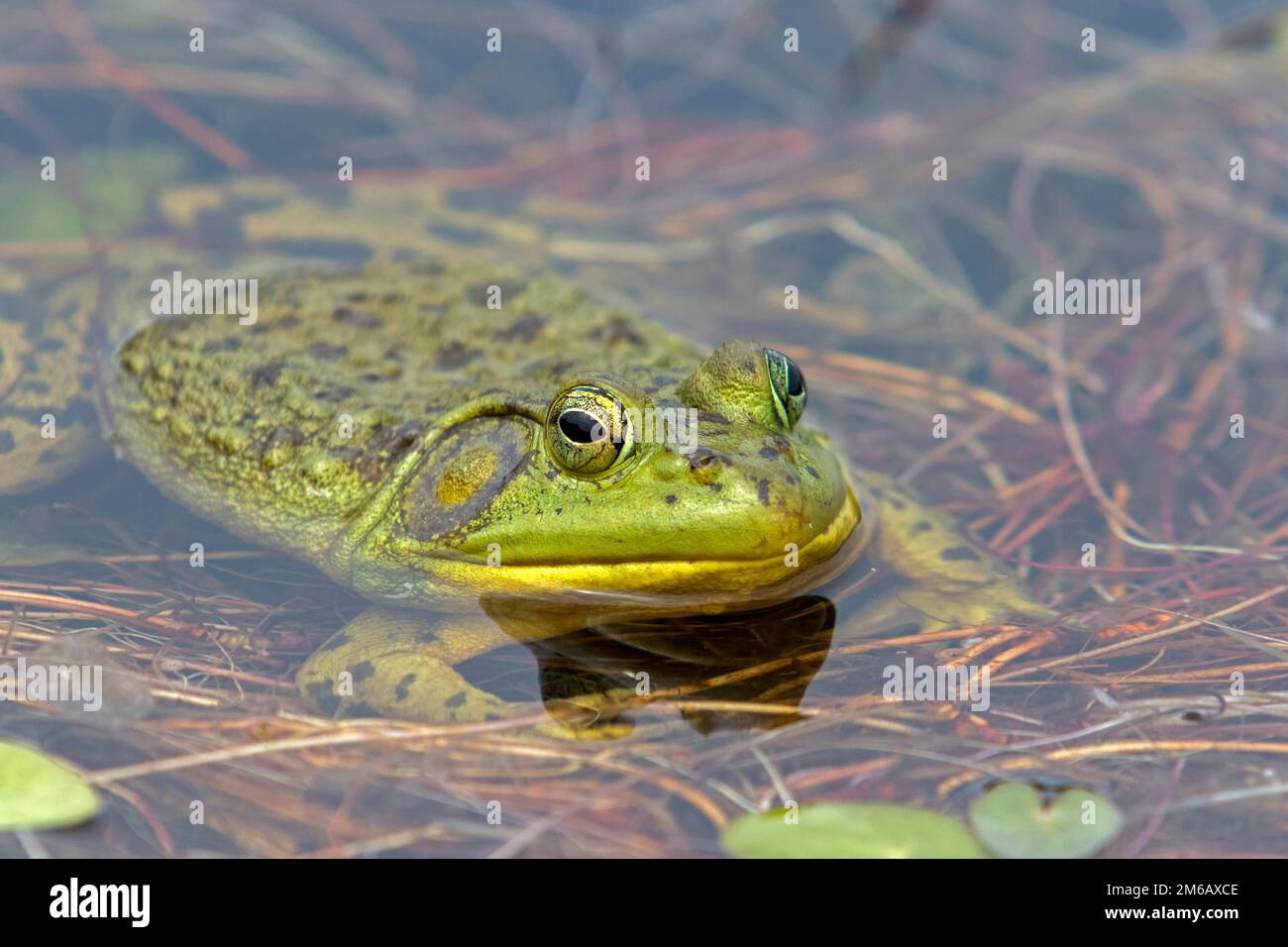 North american bull frog watching at the surface of a lake. Frog resting on aquatic vegetation. (Lithobates catesbeianus) Stock Photo