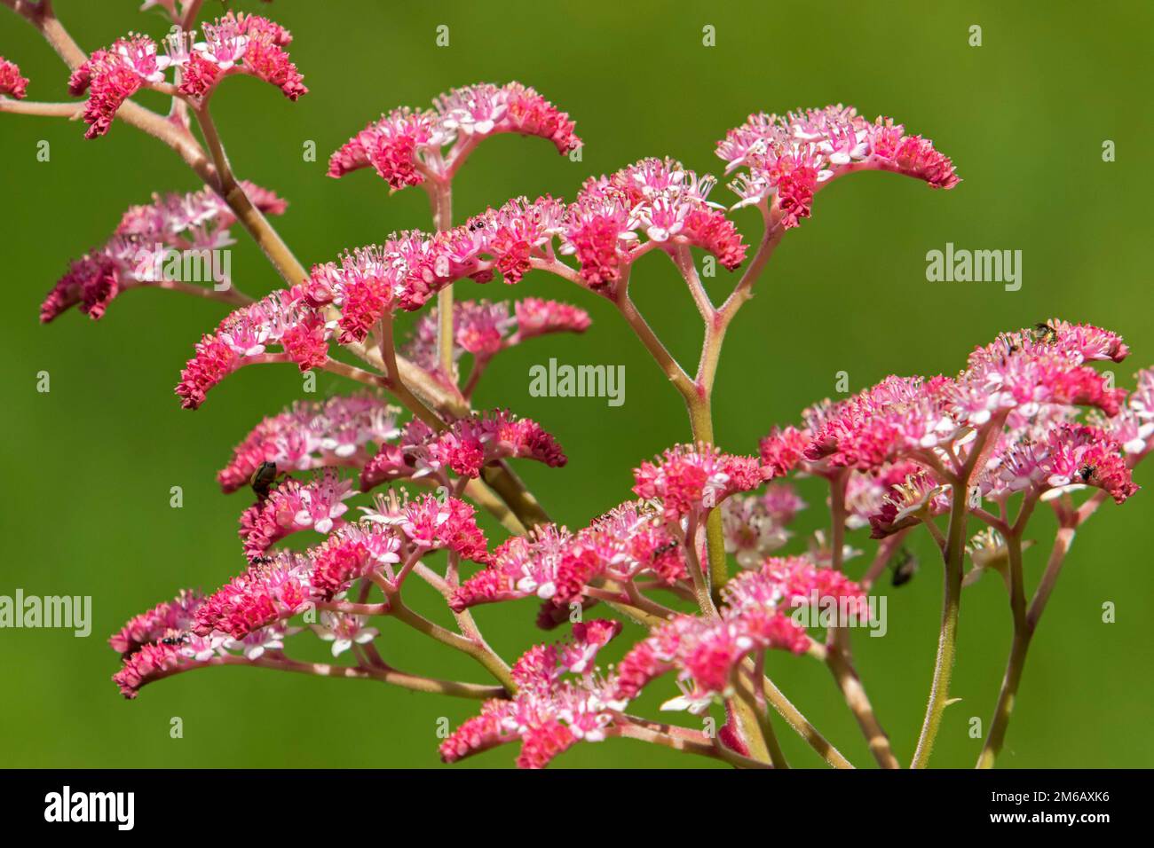 Queen of the meadow in bloom in a garden. Filipendula rubra Stock Photo