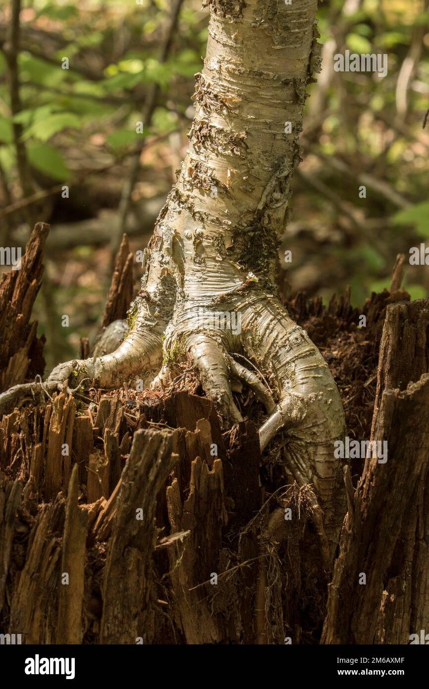 Birch tree root hires stock photography and images Alamy
