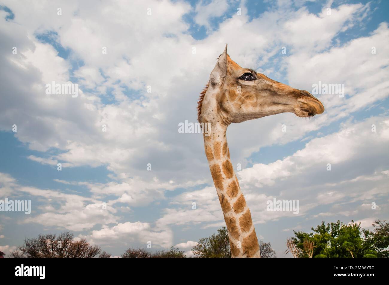 Close up photo of the neck and face of a giraffe. Stock Photo