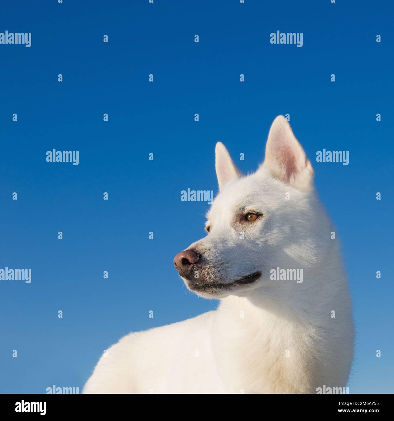Portrait of a white dog Stock Photo