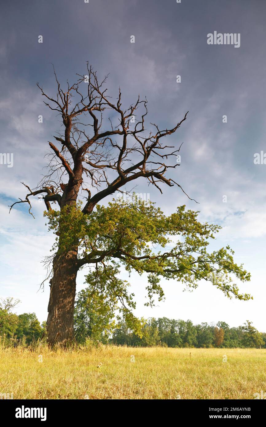 Old oak in the process of dying, effects of drought stress on plants, symbol of climate change, Middle Elbe Biosphere Reserve, Dessau-Rosslau Stock Photo