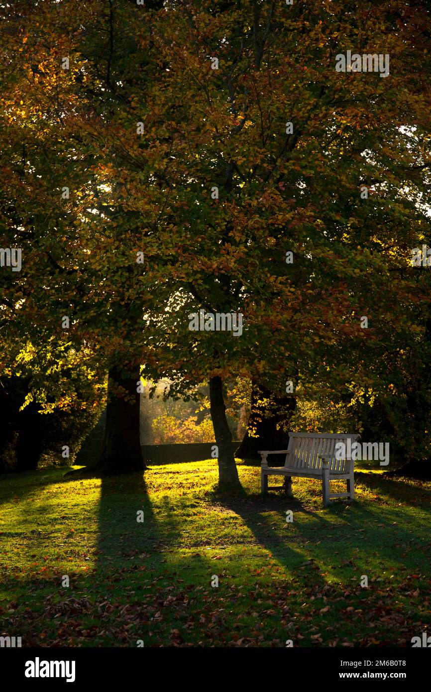 A Lone Bench In the Autumn Light Stock Photo