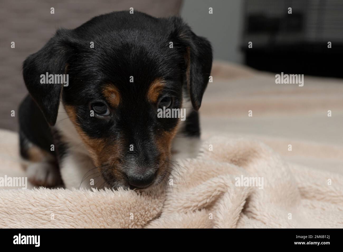 Jack Russell Terrier puppy lies on a fluffy blanket and looks heartbreakingly Stock Photo