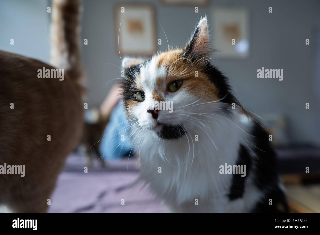 Portrait of a tricolor fluffy cat in a cat cafe Stock Photo - Alamy
