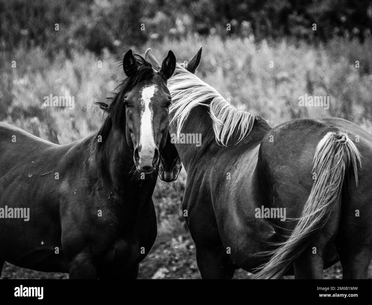 Horses, Black and White, Alaska Stock Photo Alamy