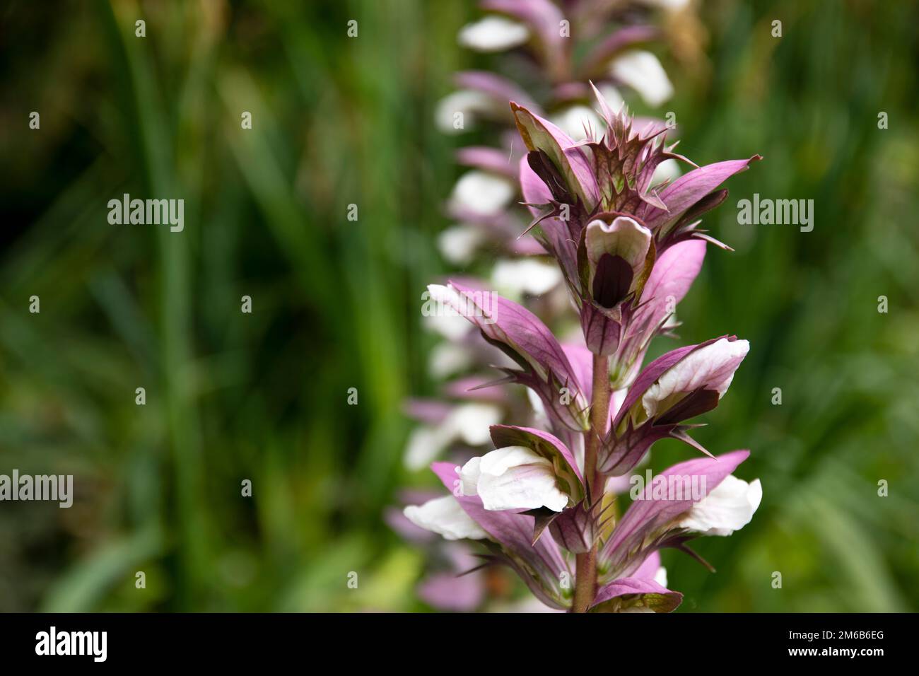 Trees with pink and white flowers hi-res stock photography and images ...