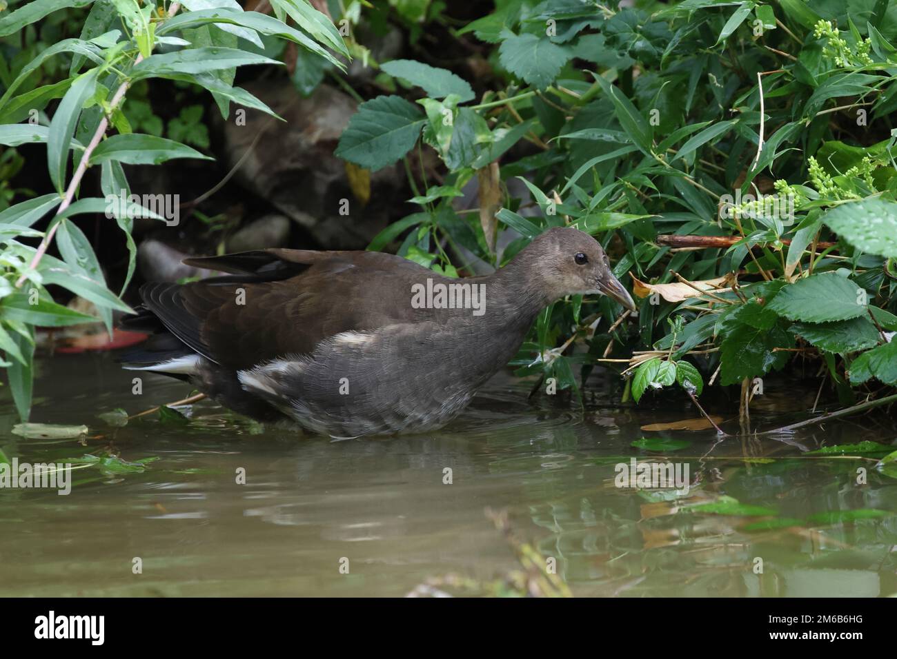Juvenile Common Moorhen (Gallinula chloropus) walking through shallow water of a small pond Stock Photo
