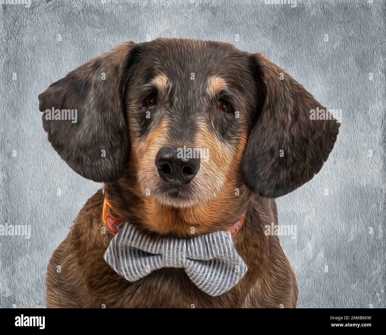 A very old, very gentle, and very loving little dachshund enjoys being king for the day with his spiffy bow tie.  To further enhance his royal image, Stock Photo