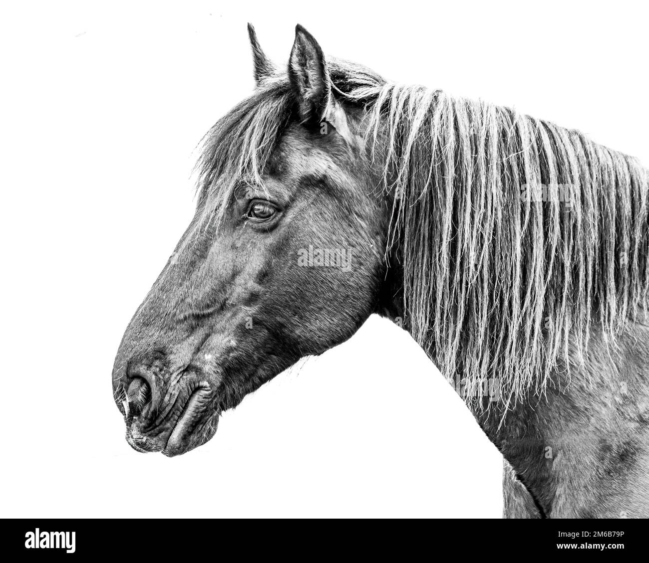 A side photograph of a horse head and neck in black & white with great detail and sharpness.  The equine portrait is isolated on white. Stock Photo