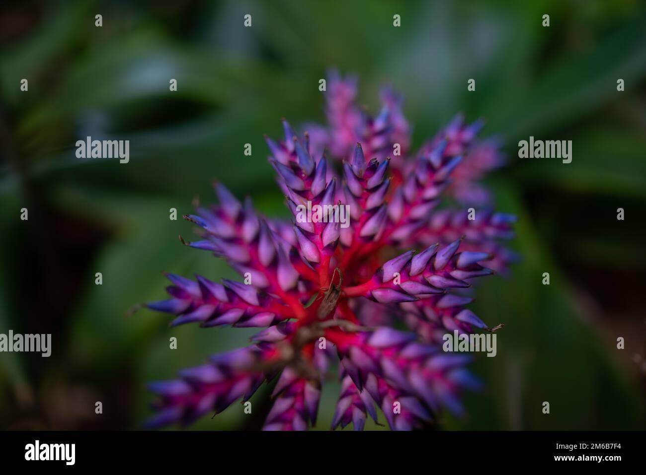 Unusual colorful flower closeup of Aechmea fendleri or Fendlers bromeliad Stock Photo