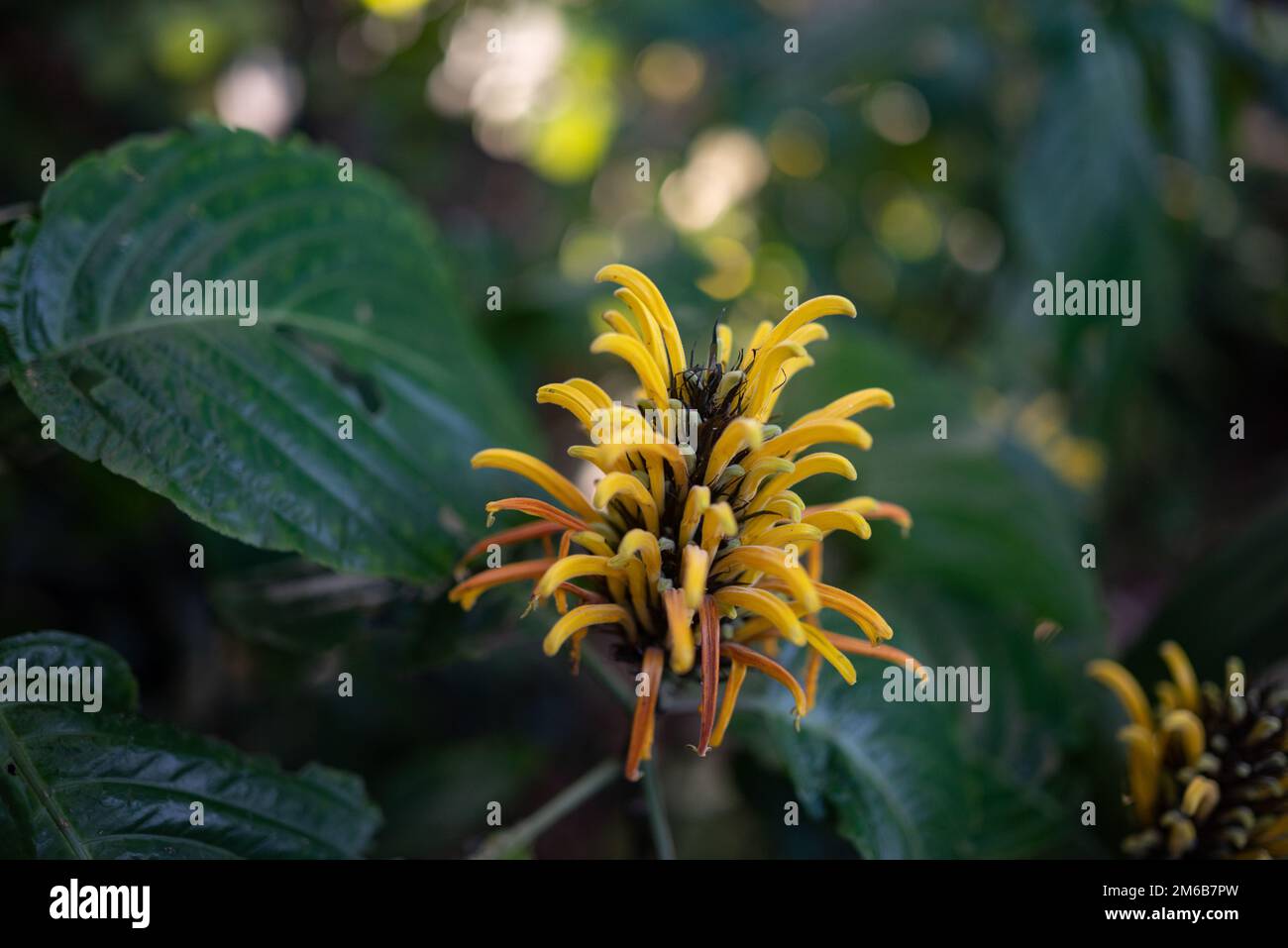 Justicia aurea yellow flower on green leaves background. Yellow or Golden Plume Stock Photo