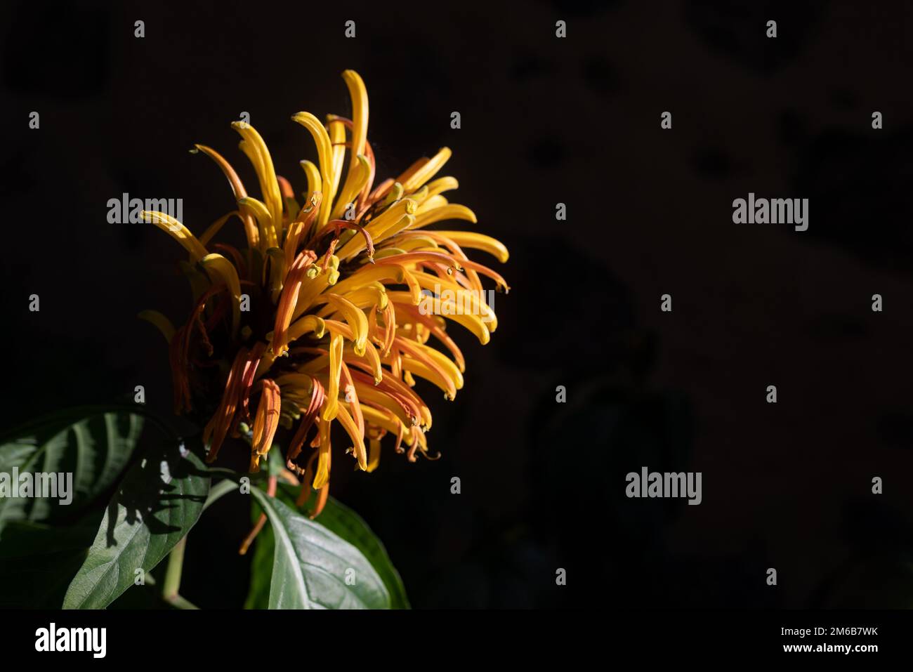 Justicia aurea yellow flower on dark background. Yellow or Golden Plume blossom Stock Photo