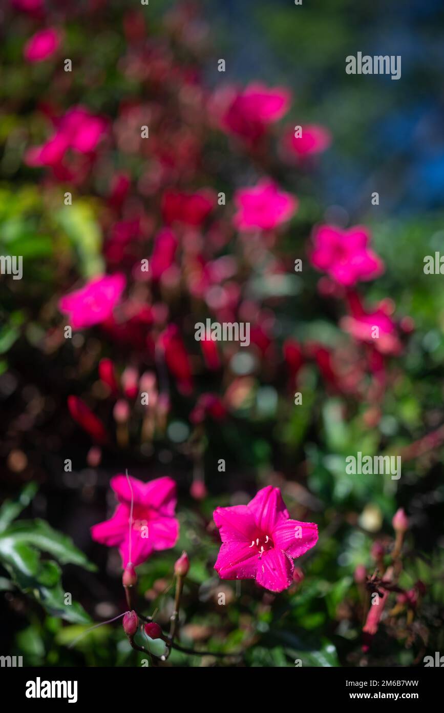 Pink flowers of Princes-vine, Lady Doorlys morning glory or cardinal creeper Stock Photo