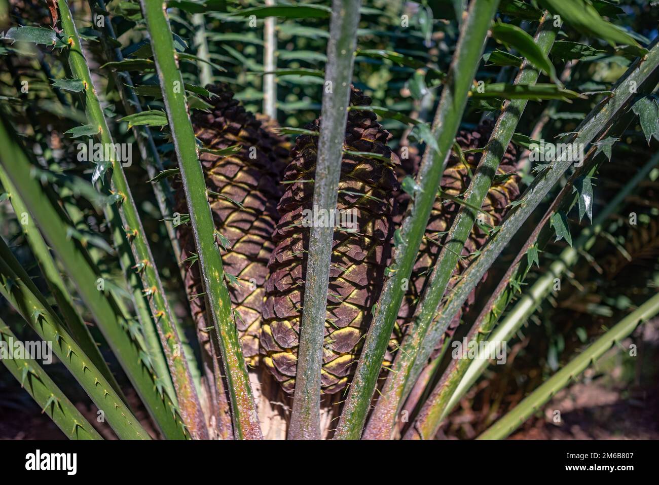 Malele or Kwango giant cycad fruit closeup - starch-filled yellow cones Stock Photo