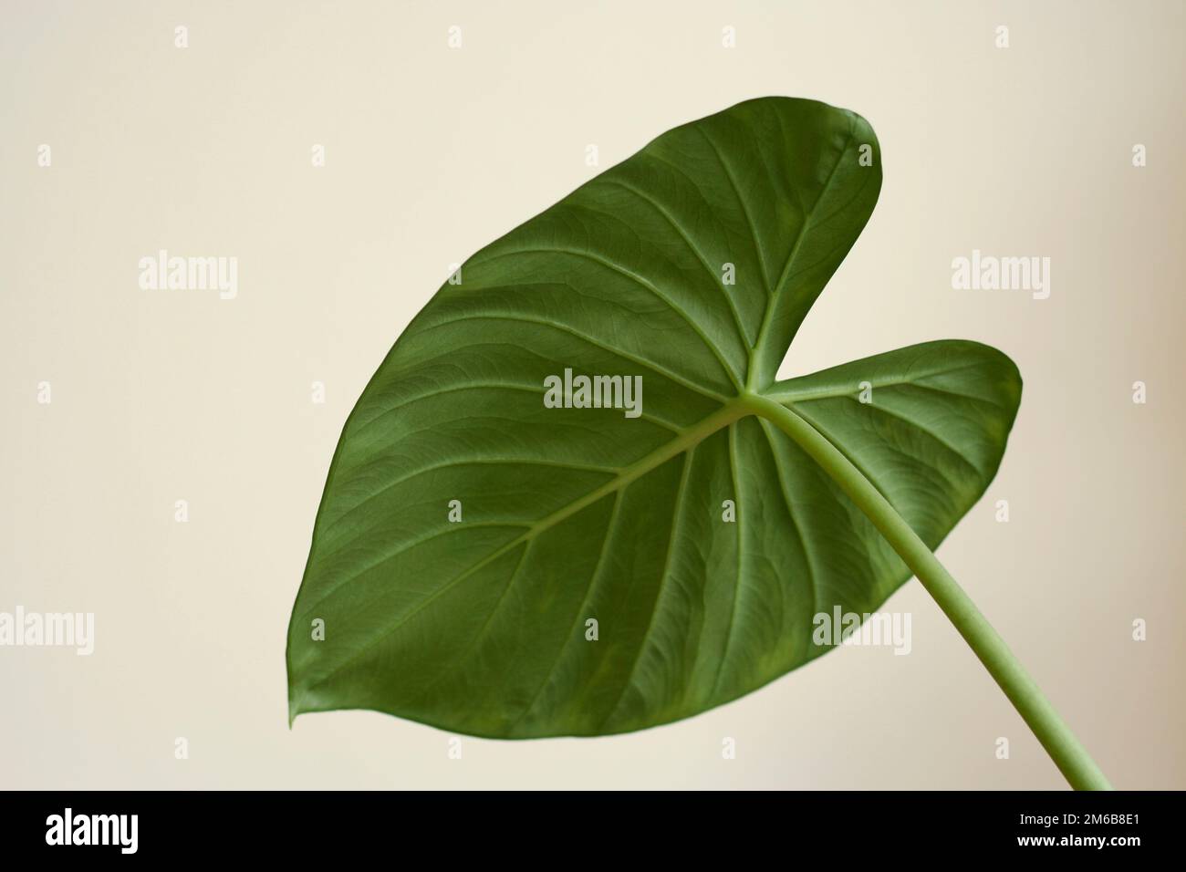 Riesenblaettriges pfeilblatt hires stock photography and images Alamy