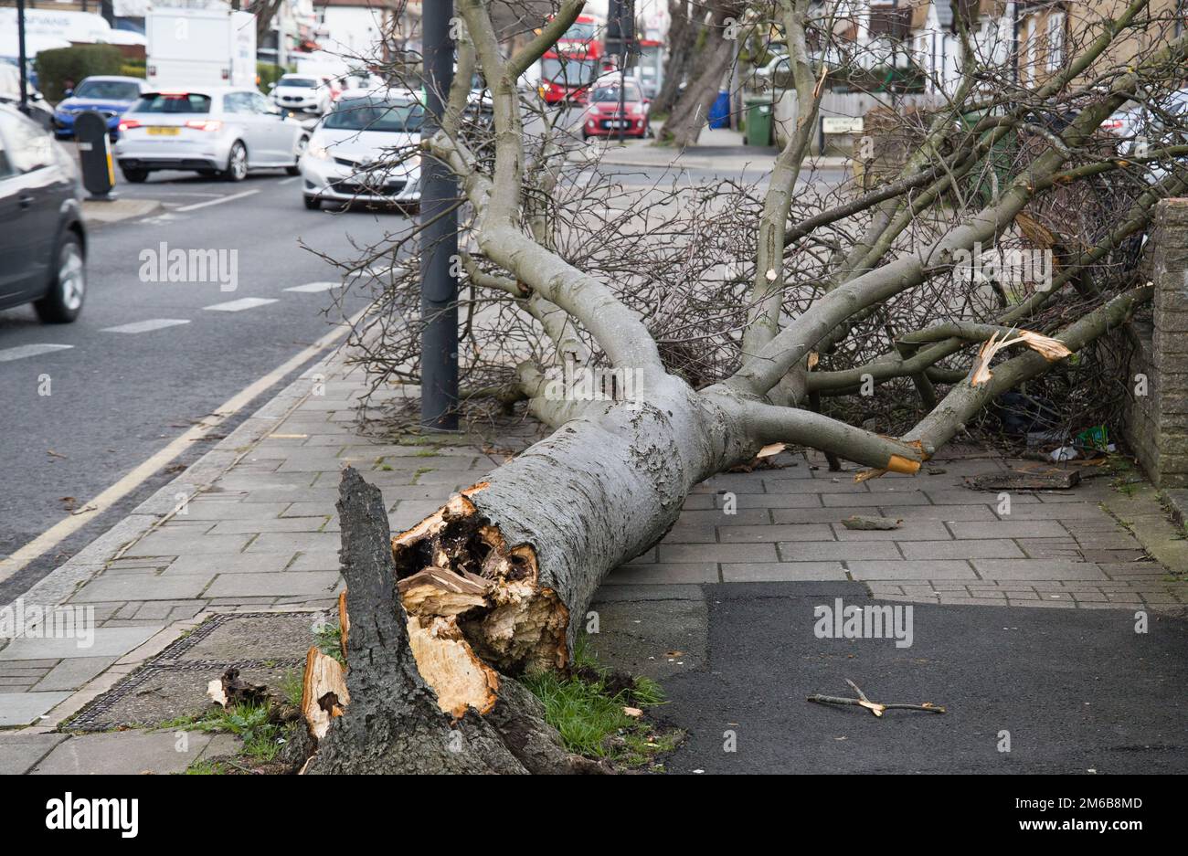 Old tree broken by extremely high wind Stock Photo - Alamy