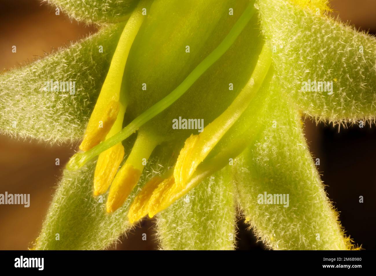 Super-macro view of isolated Yellow Kangaroo Paw (Anigozanthos) flower Stock Photo