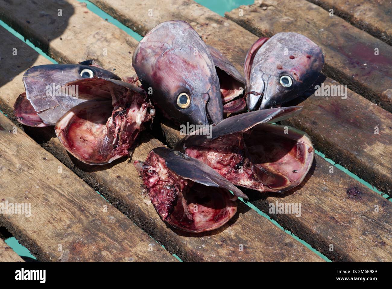 Fishing Bait on the Pier, Santa Maria, Sal, Cape Verde, Africa Stock Photo