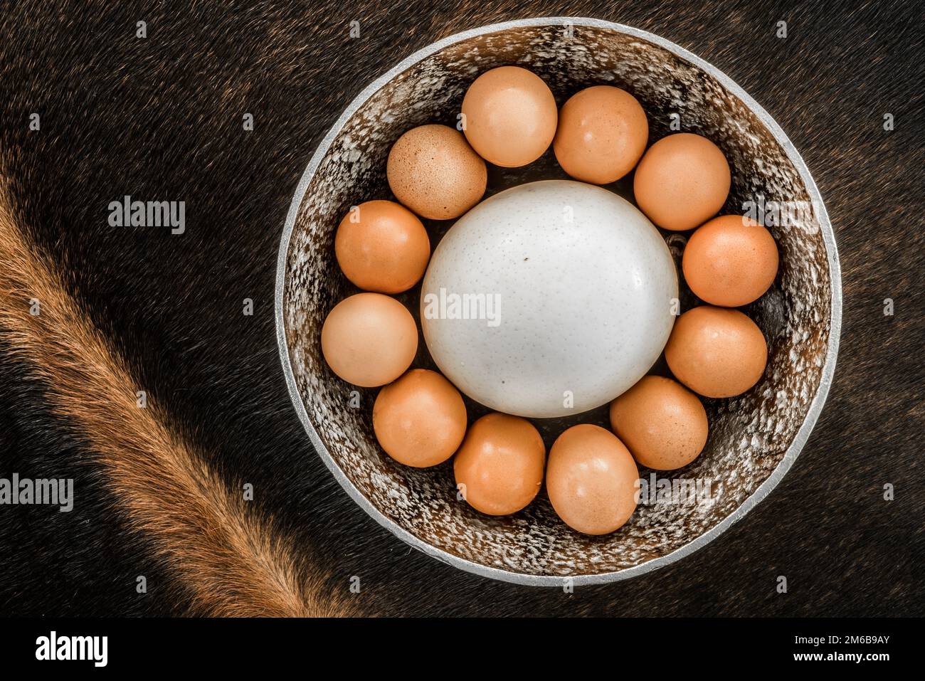 Bakers Dozen of eggs including an ostrich egg. Stock Photo