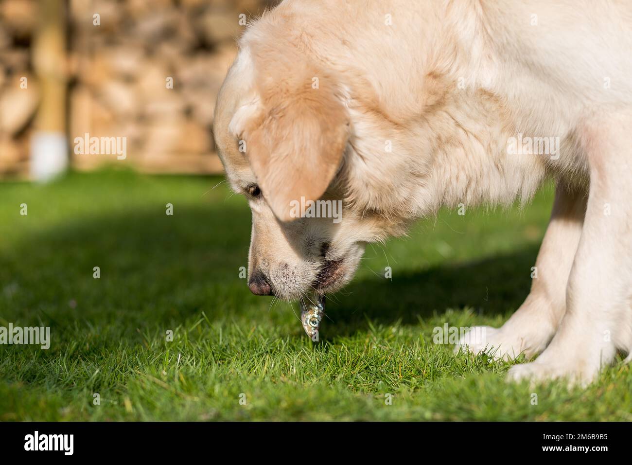 Dog eats fish Stock Photo Alamy