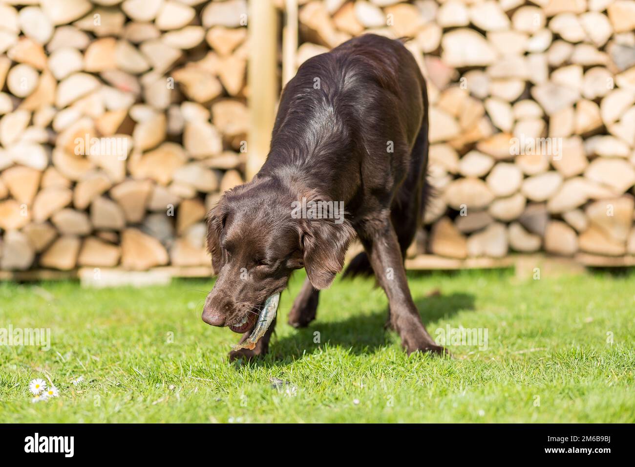 Dog eats fish Stock Photo Alamy