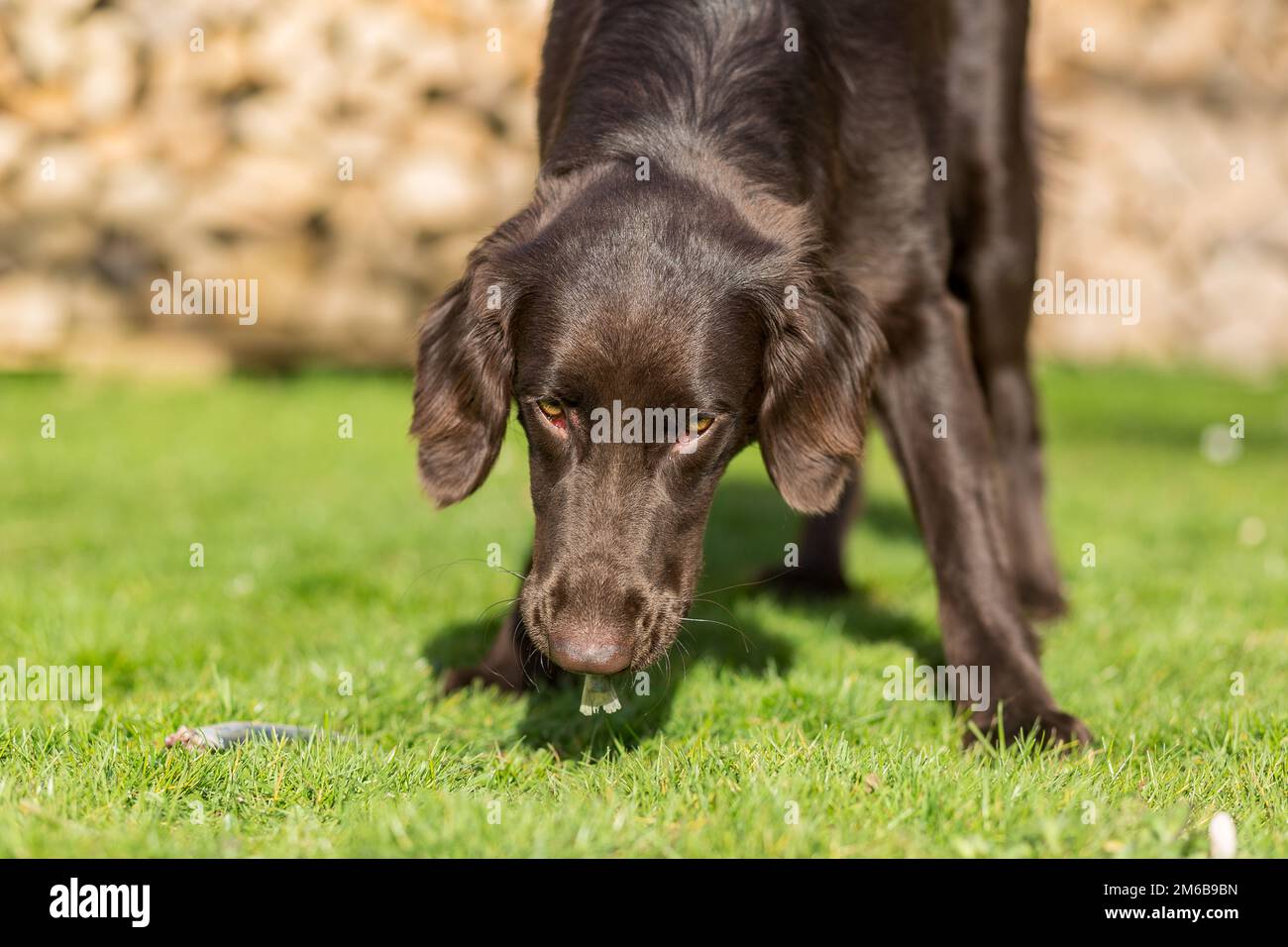Dog eats fish Stock Photo Alamy