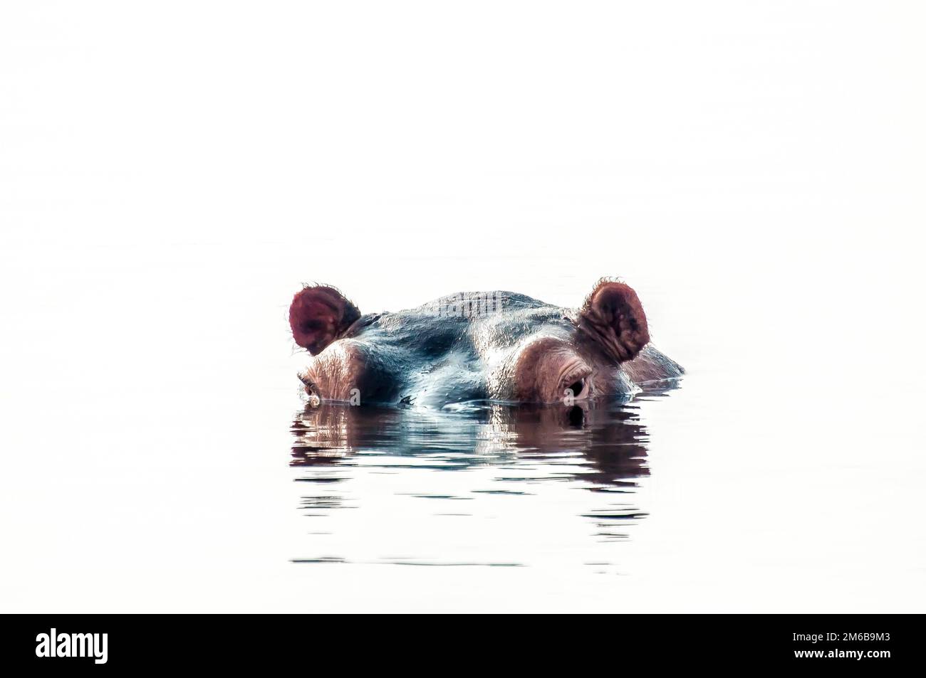 Hippopotamus Looks at the World from his Pool. Stock Photo