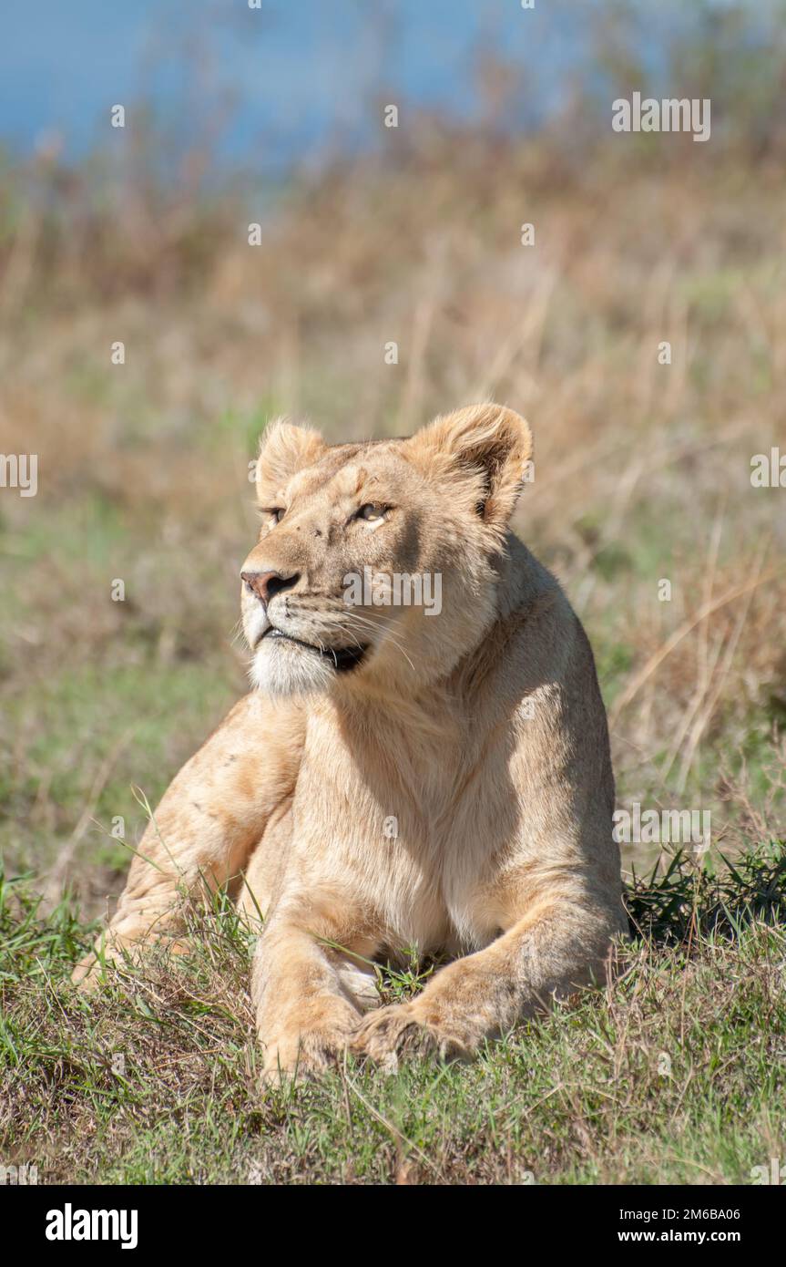 Lioness resting on hill inside Ngorongoro Crater Stock Photo