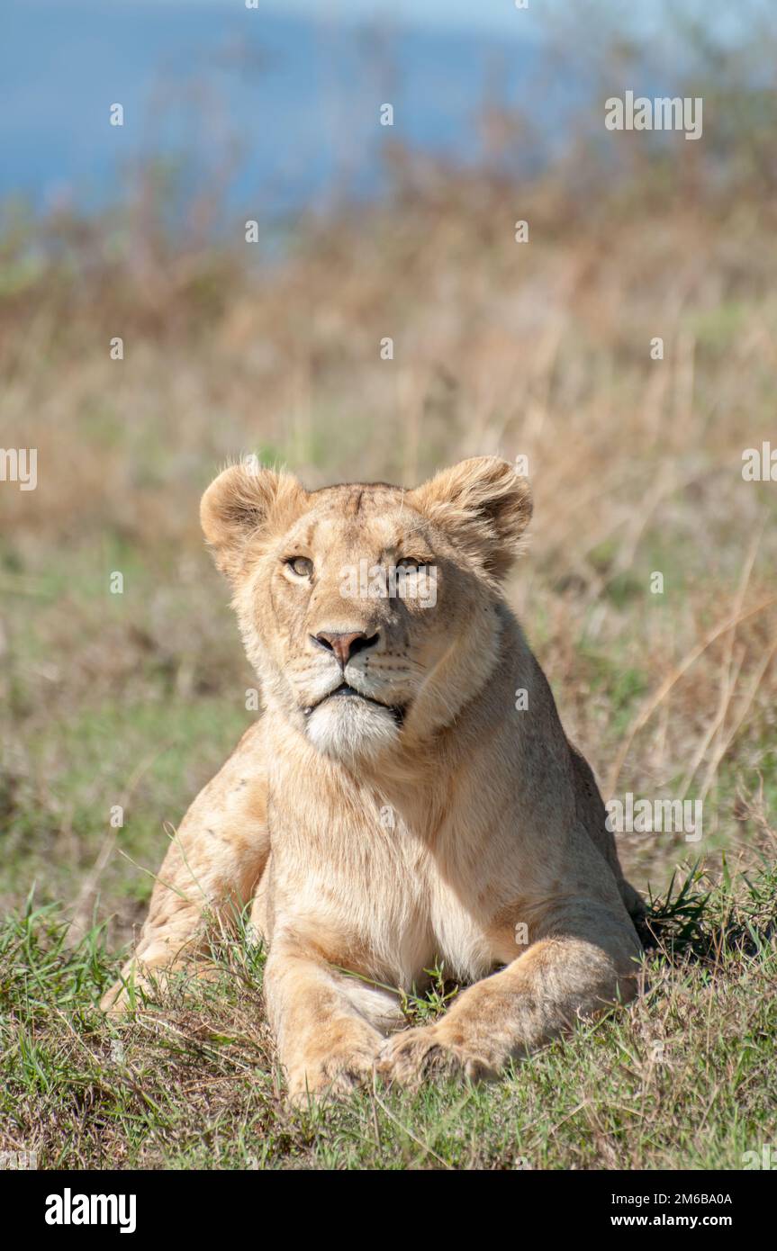 Lioness lying down while looking straight ahead at camera Stock Photo