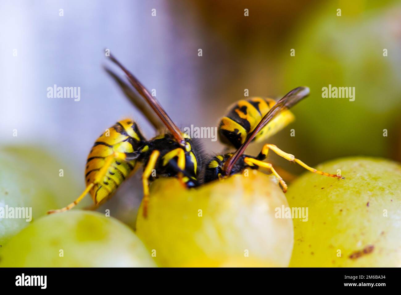 Two common wasps eat one white overripe grape, heads deep in the grape