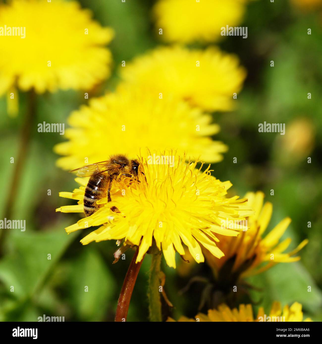 Bee dandelion flying hi-res stock photography and images - Alamy