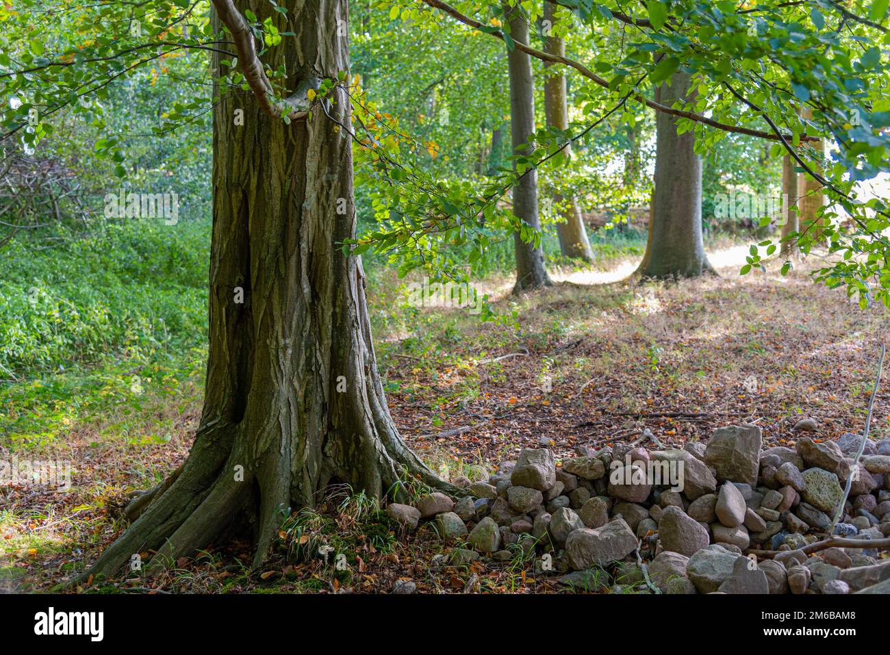 Mischwald im Spätsommer in Schleswig-Holstein, Deutschland Stock Photo