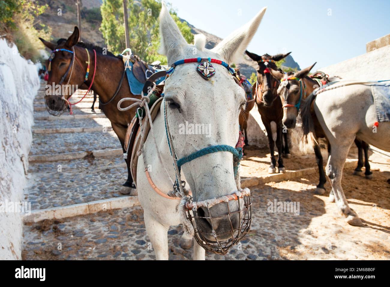 The donkeys on the road, Thira, Santorini Stock Photo
