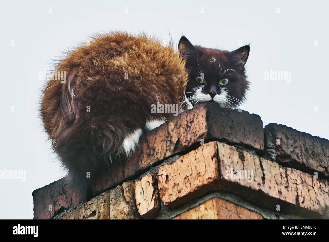 Cat on the chimney Stock Photo Alamy