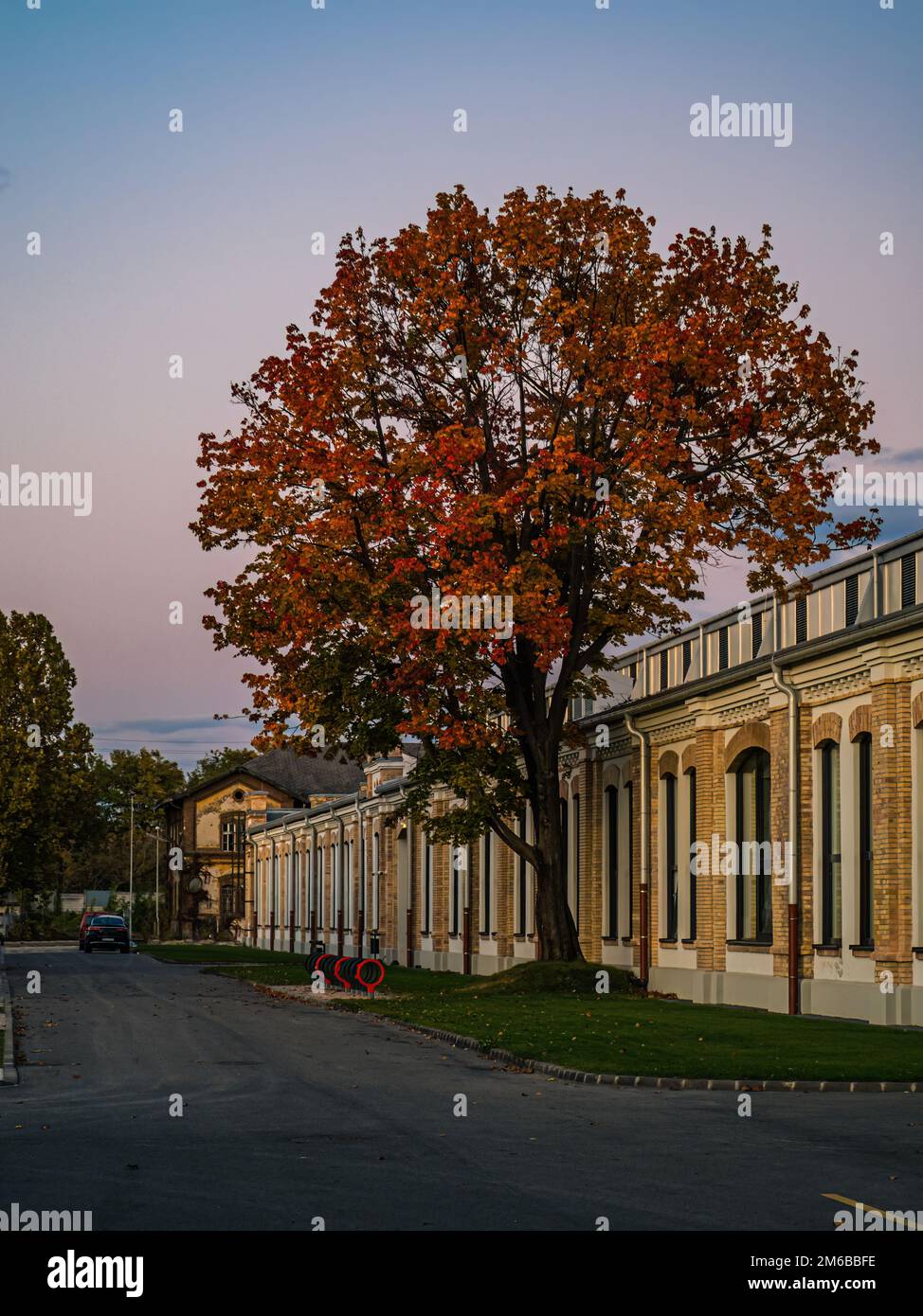 Single orange red autumn fall tree during sunset in a city next to a building europe Stock Photo